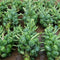 Axel's Garden Seeds Catskill Brussel Sprout Seeds for Planting Heirloom Non-GMO Brussel Sprout Seed Packets