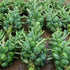 Axel's Garden Seeds Catskill Brussel Sprout Seeds for Planting Heirloom Non-GMO Brussel Sprout Seed Packets