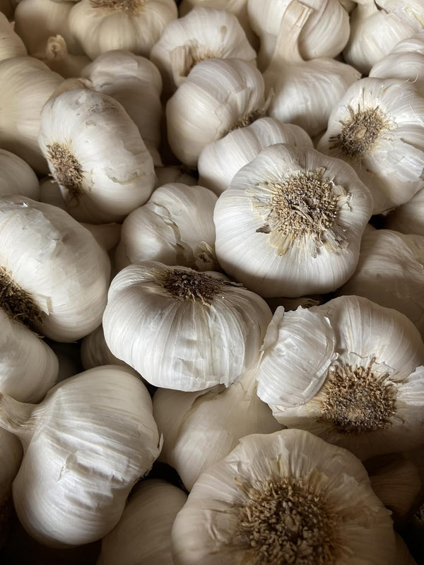 Garlic Seed Bulbs, Large Cloves, Cold Hardy, Bold Flavor (8)