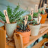 Whaline 50Pcs Wooden Plant Labels with Marker Pen, Eco-Friendly Garden Markers for Seed Potted Herbs