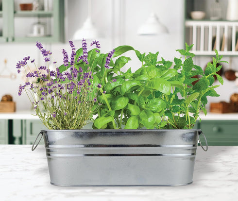 Set BUZZY Seeds Margarita and Mojito Windowsill Mini Garden Grow Kit, Herb Starter with Mint, Lime Basil and Lavender