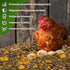 RAINFLOW 10oz Cozy Chicken Nesting Herbs - Natural Dried Herb Blend for Coop Comfort,Egg Laying Hens