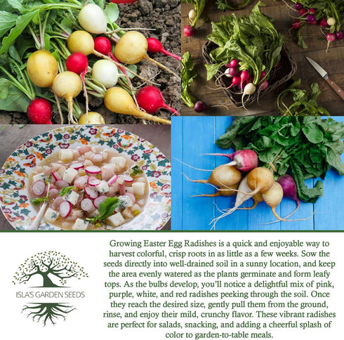 250+ Easter Egg Radish Seeds (Raphanus sativus) Non GMO & Heirloom Seeds by Islas Garden Seeds, Colorful Fast-Growing