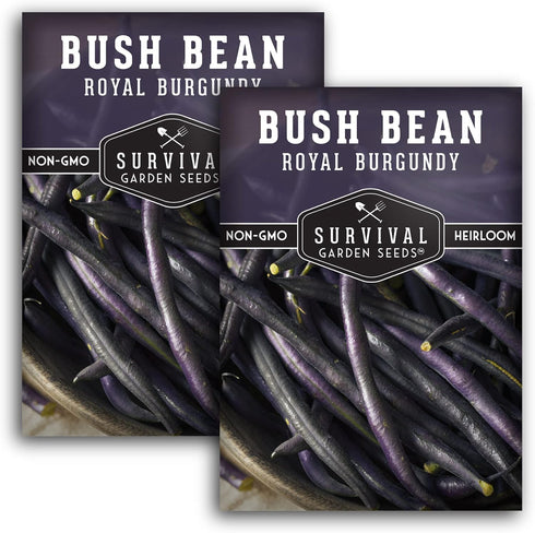 Royal Burgundy Bush Bean Seeds for Planting - Plant & Grow Stringless