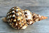 Conch Shell Decor - Large Triton Sea Shell 8-9" for Decoration and Crafts - Magic Conch Shell