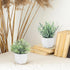 Der Rose 2 Pack Small Fake Plants, Artificial Eucalyptus Greenery in Pots for Bedroom Living Room Decor