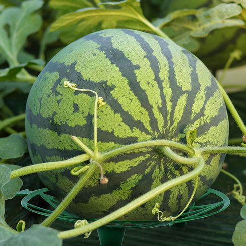 (10, Plant Melon Supports Cages Cradles Trellis for Watermelon, Cantaloupe, Pumpkins, Strawberries Avoid Ground Rot
