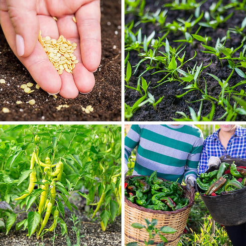 600+ 10 Pepper Seeds, Heirloom Vegetable Seed for Planting Indoor Outdoor, Varieties Hot and Bell Pepper (Capsicum