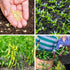 600+ 10 Pepper Seeds, Heirloom Vegetable Seed for Planting Indoor Outdoor, Varieties Hot and Bell Pepper (Capsicum