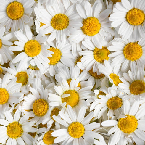 (1 Pack) Seed Needs Roman Chamomile Seeds for Planting - Non-GMO, Heirloom & Untreated - Grow a Home Grown Medicinal