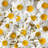 (1 Pack) Seed Needs Roman Chamomile Seeds for Planting - Non-GMO, Heirloom & Untreated - Grow a Home Grown Medicinal