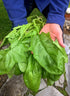 (3.0g) 95% Gaea's Blessing Seeds - Spinach Seeds - Giant Winter Spinach Non-GMO Seeds with Easy to Follow Planting