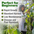 202+ HOME GROWN Clemson Spineless Okra Seeds Heirloom Non-GMO Seeds for Planting, High Germination, Prolific Heat
