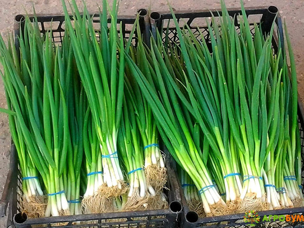 Seeds Bunching Green Onions Scallions 250+ Seeds for Planting Perennial Vegetable Garden