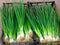 Seeds Bunching Green Onions Scallions 250+ Seeds for Planting Perennial Vegetable Garden