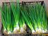 Seeds Bunching Green Onions Scallions 250+ Seeds for Planting Perennial Vegetable Garden