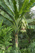 Buy Rare Seeds Ensete 5_Seeds glaucum | Snow Banana |