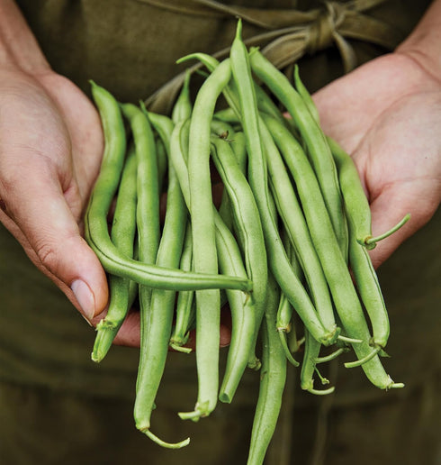 274 2 Burpee Blue Lake Bush Bean Seeds ounces of seed