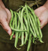 274 2 Burpee Blue Lake Bush Bean Seeds ounces of seed