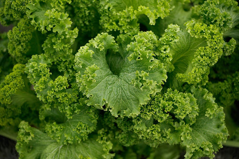 Generic 1000 Southern Giant Curled Mustard Seeds 2.5 Grams of Seeds Heirloom Non