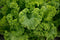 Generic 1000 Southern Giant Curled Mustard Seeds 2.5 Grams of Seeds Heirloom Non