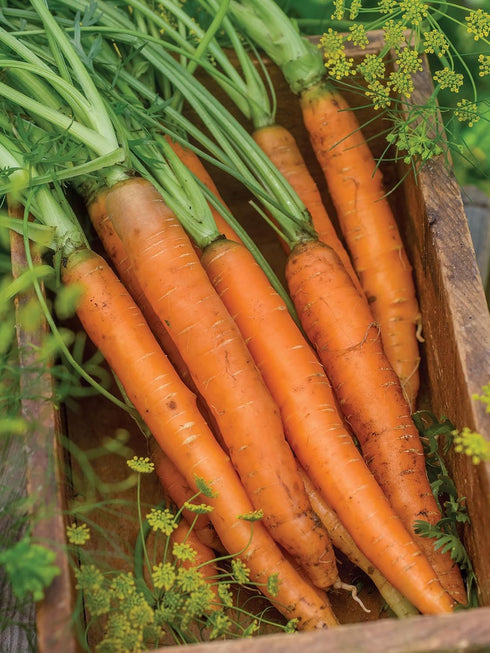 3000 Burpee Nantes Half Long Carrot Seeds seeds