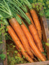 3000 Burpee Nantes Half Long Carrot Seeds seeds