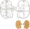 Set of 2 Kidney Cookie Cutters (Designs: External and Internal Kidney), 2 Pieces - Bakerlogy
