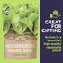 Pack 4 Packs 2026 Organic Mustard Green Seeds Variety - Individual - Season - Mizuna, Pizzo, Bekana, and Red Giant!