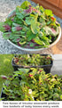 HipGirl 500 Amaranth Seeds for Planting.Chinese Spinach Seeds for Planting(). Non GMO Seed