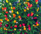 CEMEHA SEEDS Seeds Rare Pepper Ornamental Dwarf Mix Vegetable Indoor Heirloom Organic Non-GMO