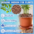 10LBS ZeeDix Lightweight Expanded Clay Pebbles - pH-Balanced Hydroponic Growing Media for Aquaponics & Indoor Plants