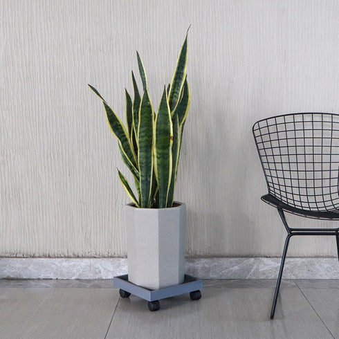 Sanbege 11" Plant Caddy with Wheels, Square Plant Pallet, Plant Pot Trolley (Grey)