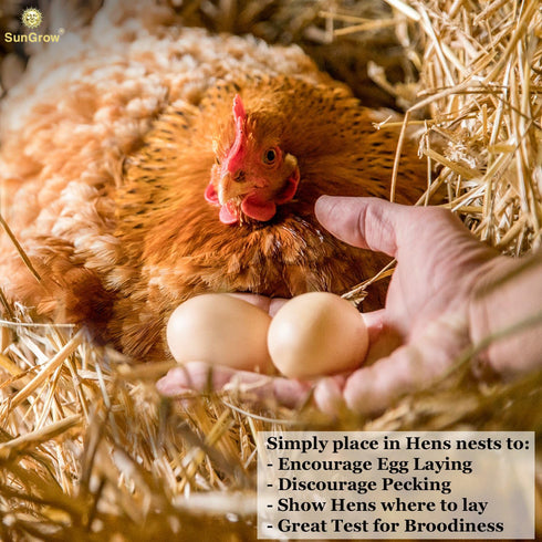 2 Pack SunGrow Fake Wooden Eggs to Train Birds from Laying in The Nesting Boxes & to Stop from Eating Own Eggs, Brown