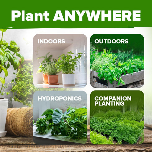 Pack 2,500+ HOME GROWN Organic Herb Seeds Variety - Non GMO, Heirloom High-Germinating Heirloom Seeds for Planting