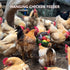 PAMGFCE 7.4 Inch Accessories.1 Hanging Chicken Feeder, Metal Large Chicken Ball Cage,Hen Food Rack, Chicken Feeding