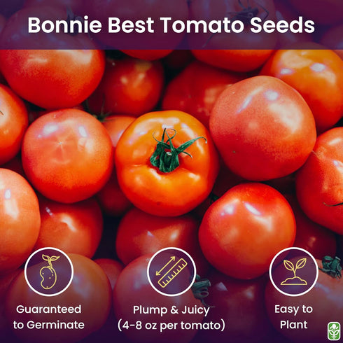 Bonny Best Tomato Seeds for Planting Heirloom, Large & Juicy One of The Most Delicious Tomatoes for Home Growing