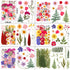 420 NESCCI Pcs Dried Pressed Flowers for Resin,Real Nature Dried Flowers for Crafts Bulk Dry Flowers Leaves Kit Used