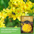 (1 Pack) Mullein Seeds for Planting - Verbascum Thapsus Medicinal Biennial Herb with Tall Yellow Flowers - Heirloom