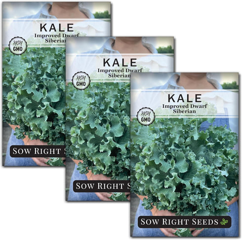 Sow Right Seeds - Dwarf Siberian Improved Kale Seed for Planting -