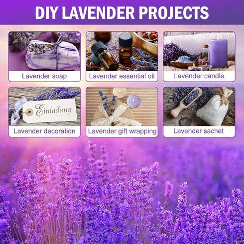 Timoo Dried Lavender Bundles, 100 Natural Flowers for Home Decoration, Photo Props, 2 Bundles Pack