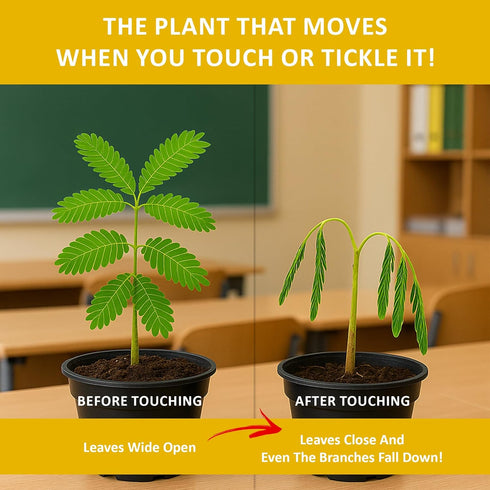 Zombie Plant Seed Packets (2) – Grow Your Own Live Zombie Plant for Fun & Educational STEM Activity