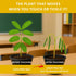 Zombie Plant Seed Packets (2) – Grow Your Own Live Zombie Plant for Fun & Educational STEM Activity