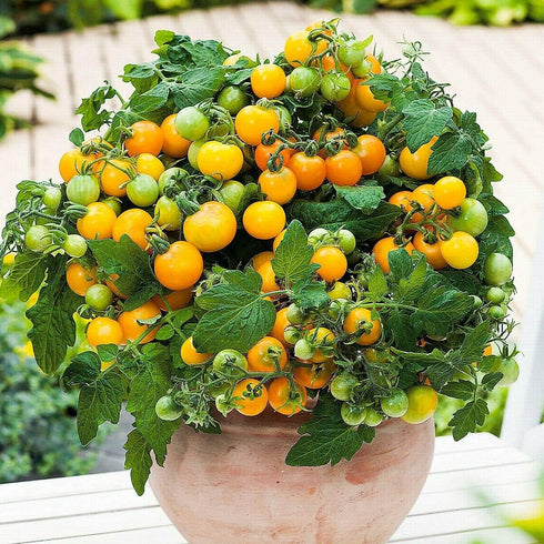 VAACNEE 100 MOCCUROD Seeds Indoor Cherry Tomato Dwarf Red and Yellow Tomato Rare Vegetable Heirloom Seeds