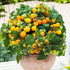 VAACNEE 100 MOCCUROD Seeds Indoor Cherry Tomato Dwarf Red and Yellow Tomato Rare Vegetable Heirloom Seeds