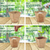 ZeeDix 30mm 50Pcs Compressed Peat Pellet Fiber Soil Plant Seed Starters, Nursery Plugs for Growing Herbs