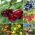 Mixed Fruit Seeds for Planting - 40PCS Lemon Orange Apple Passion Fruit
