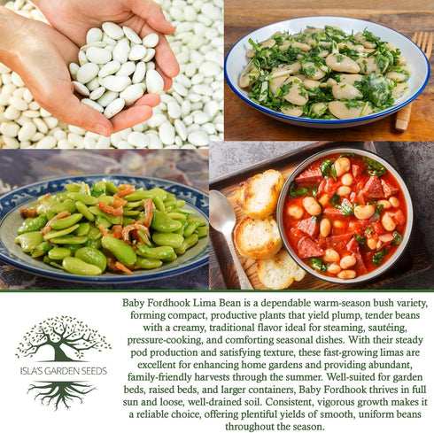 25 Baby Fordhook Lima Bean Seeds (Bush Lima, Phaseolus lunatus) Non GMO Heirloom Seeds by Islas Garden Seeds, Tender