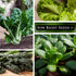 Sow Right Seeds - Large Greens Seed Collection for Planting - Spinach, Arugula, Kale, Lettuce, Tat SOI, Pak Choi