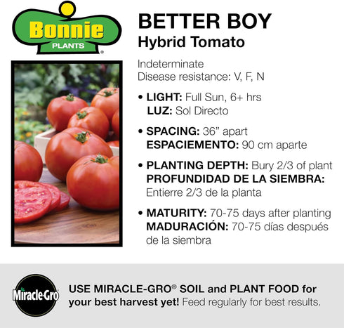 3 6 Pack Bonnie Plants Better Boy Tomato Plug, Live Plant, for Burgers, Salsa, and Sauces, Full Sun, Cubic in.